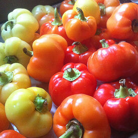 Alma Paprika, Pepper Seeds