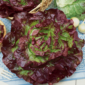 Carmona Red, Lettuce Seeds