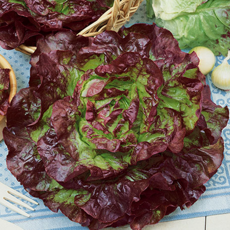 Carmona Red, Lettuce Seeds - Packet image number null