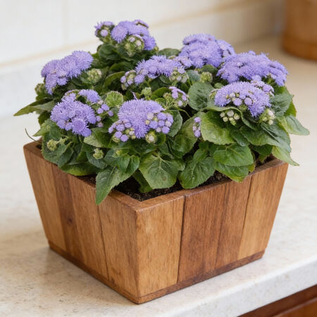 Kona Blue, Ageratum