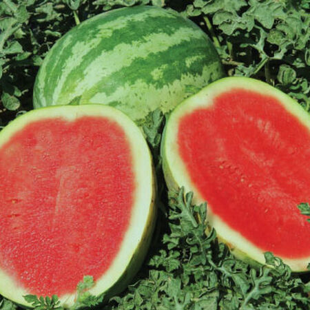 Sweet Trip Seedless Watermelon Seeds Urban Farmer Sweet Trip Seedless Watermelon Seeds Urban Farmer