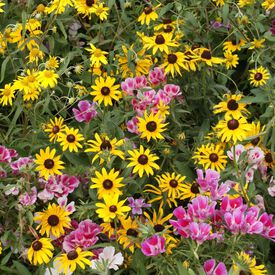 Mountain Native Blend, Wildflower Seed