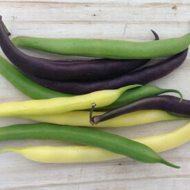 Colorful Garden Blend, Bean Seeds