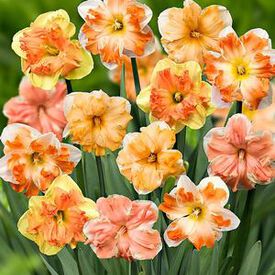 Butterfly Mix, Daffodil Bulbs