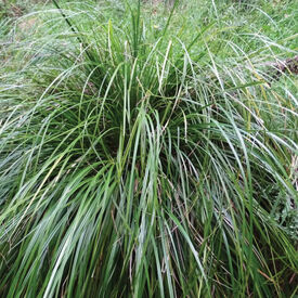 New Zealand Woodland Sedge, Carex