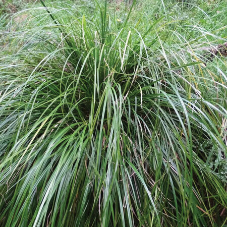 New Zealand Woodland Sedge, Carex - Packet image number null