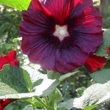 seeds purple queeny hollyhock 1000