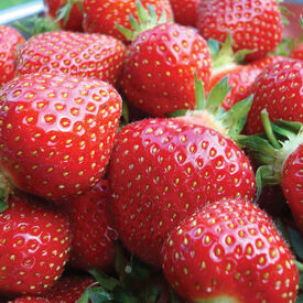 Seascape, Strawberry Plants