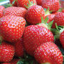 Seascape, Strawberry Roots - 100 Roots thumbnail number null