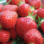 Seascape, Strawberry Plants thumbnail number null