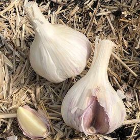 Susan Delafield, Garlic Bulbs