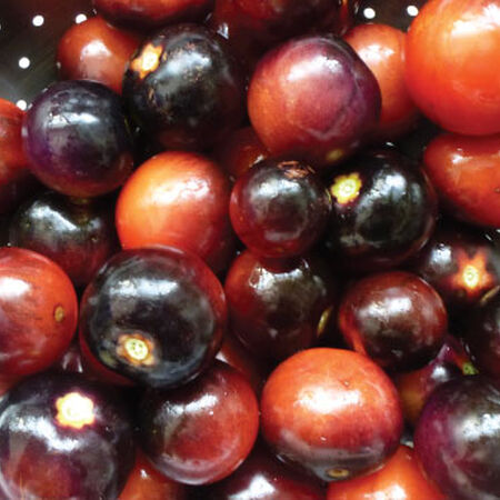 Indigo Rose, Tomato Seeds image number null