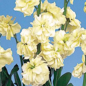 Yellow Quartet, Stock Seeds