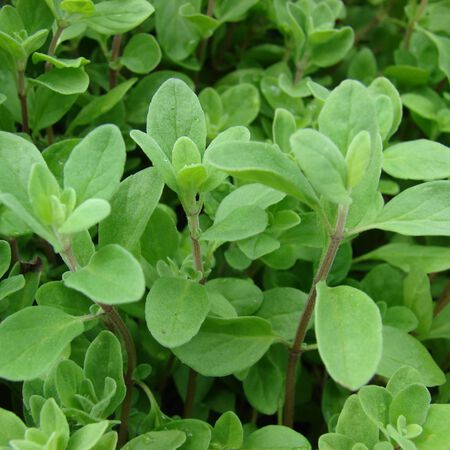 Sweet, Marjoram Seed - Packet image number null