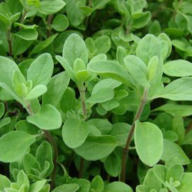 Sweet, Marjoram Seed