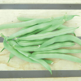 Tendergreen Improved, Bean Seeds