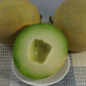 Diplomat, (F1) Melon Seeds