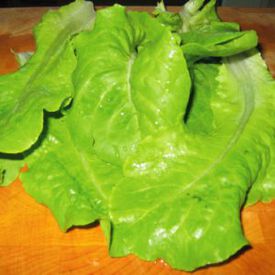 Buttercrunch, Lettuce Seeds