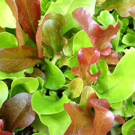 Garden Mesclun Blend, Green Seeds