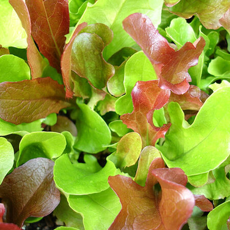 Garden Mesclun Blend, Green Seeds - Packet image number null