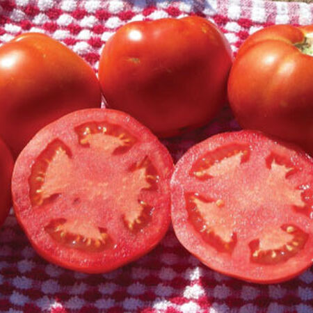 Floradade Tomato, Standard (Slicing) Tomato (Lycopersicon esculentum)