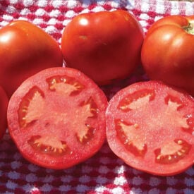 Floradade, Tomato Seeds