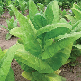 Burley 9, Tobacco Seed