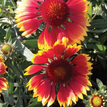 Blanket Flower, Gaillardia - Packet image number null