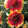 Blanket Flower, Gaillardia - Packet thumbnail number null