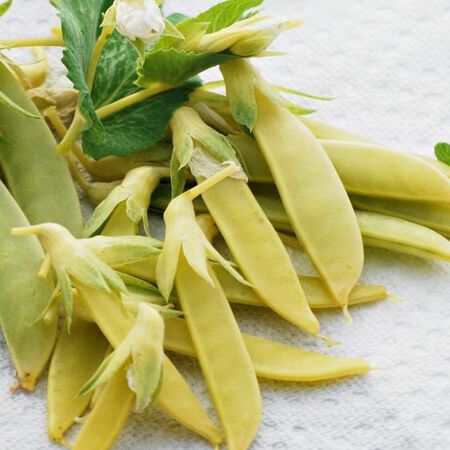 cross creek tobacco seed Seed, Inc: CC 35 Corsair) Criss Cross (Virginia Blend Original)