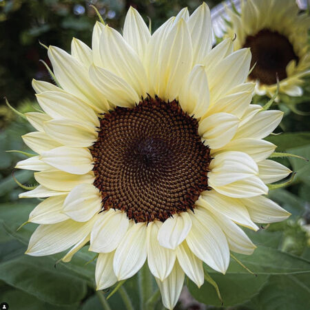 ProCut® White Nite, (F1) Sunflower Seeds - Packet image number null