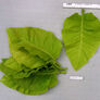 Ainaro, Tobacco Seed - Packet thumbnail number null