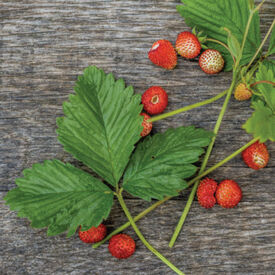 Fragaria vesca var. vesca, Strawberry Seeds