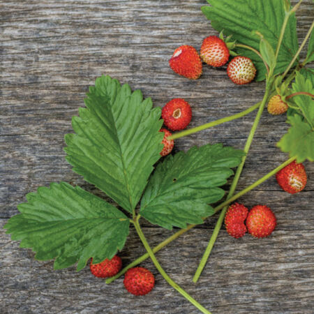 Fragaria vesca var. vesca, Strawberry Seeds - Packet image number null