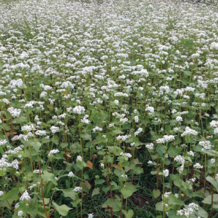 Common Buckwheat, Grains - 1 Pound image number null