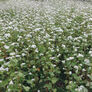 Common Buckwheat, Grains - 1 Pound thumbnail number null