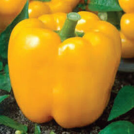 Golden Cal Wonder, Pepper Seeds