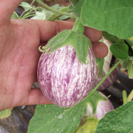 Piccolo, Eggplant Seeds - Packet image number null