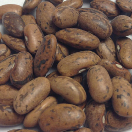 Rattlesnake, Bean Seeds - 1 Pound image number null