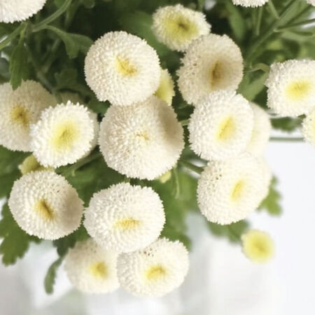 Snowball, Matricaria Seeds - Packet image number null