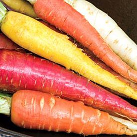 Rainbow Mix, Carrot Seeds