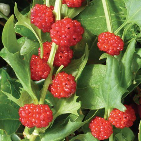 Spinach, Strawberry Seeds - Packet image number null