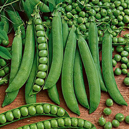 Green Arrow, Pea Seeds - Packet (1 oz.) image number null