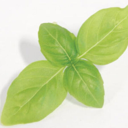 Large Leaf Italian Basil, Microgreen Seeds - 1/4 Pound image number null