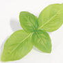 Large Leaf Italian Basil, Microgreen Seeds - 1/4 Pound thumbnail number null