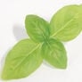 Large Leaf Italian Basil, Microgreen Seeds thumbnail number null