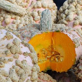 Peanut, Squash Seeds