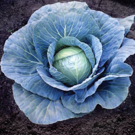 Blue Vantage, (F1) Cabbage Seeds - Packet image number null