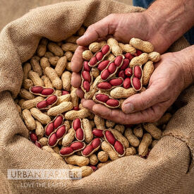 Tennessee Red Valencia, Peanut Seeds