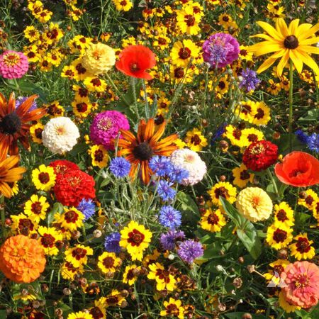 All Annual Wildflower Mix